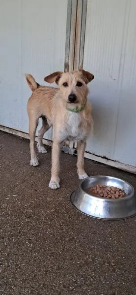 2mix yorkini di 4 e 7anni,tg piccola,anche separati.CAGLIARI | Foto 1