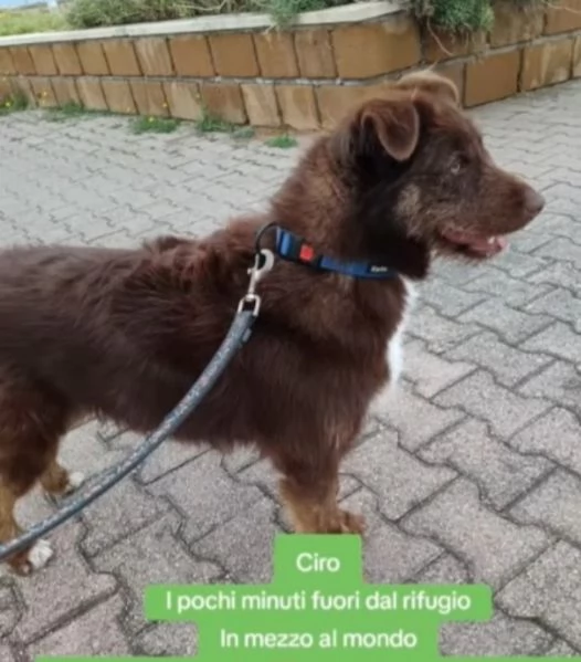 Ciro 3anni fulvo occhi ambra bellissimo ma invisibile. MESSINA | Foto 3