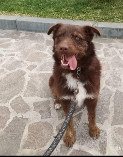 Ciro 3anni fulvo occhi ambra bellissimo ma invisibile. MESSINA | Foto 2