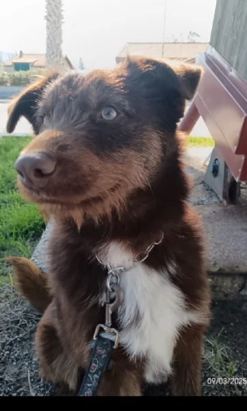Ciro 3anni fulvo occhi ambra bellissimo ma invisibile. MESSINA
