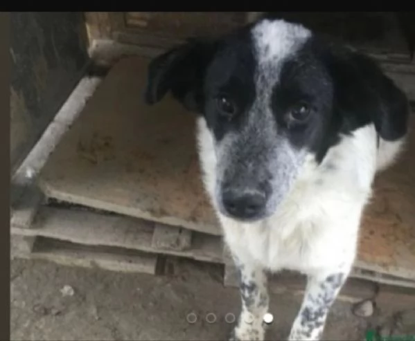 Bar&ugrave; 6/7anni entrato cucciolo con la mamma..CROTONE | Foto 3