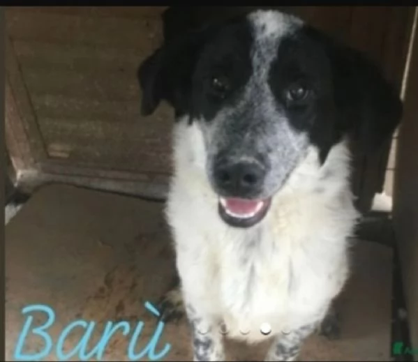 Bar&ugrave; 6/7anni entrato cucciolo con la mamma..CROTONE | Foto 2