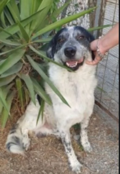 Bar&ugrave; 6/7anni entrato cucciolo con la mamma..CROTONE | Foto 1