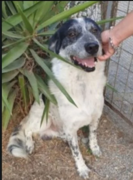 Bar&ugrave; 6/7anni entrato cucciolo con la mamma..CROTONE