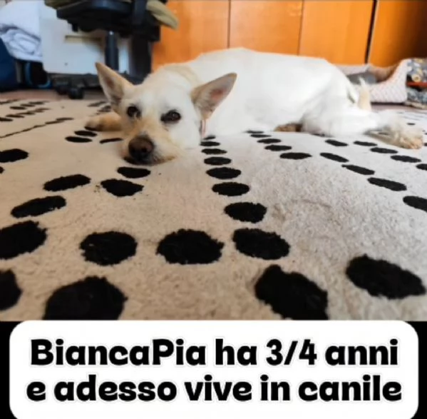Femmina 3anni kg9/10 aspetta ancora!! NAPOLI | Foto 4