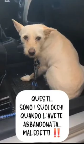Femmina 3anni kg9/10 aspetta ancora!! NAPOLI | Foto 3