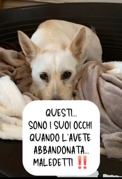 Femmina 3anni kg9/10 aspetta ancora!! NAPOLI | Foto 0