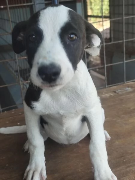 3cucciole 3mesi salvati con la  mammina COSENZA