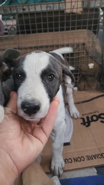 3cucciole 3mesi salvati con la  mammina COSENZA | Foto 5