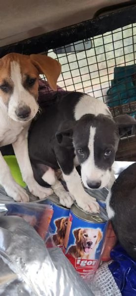 3cucciole 3mesi salvati con la  mammina COSENZA | Foto 4