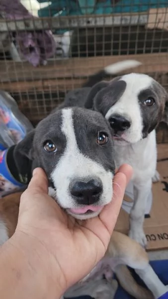3cucciole 3mesi salvati con la  mammina COSENZA | Foto 2