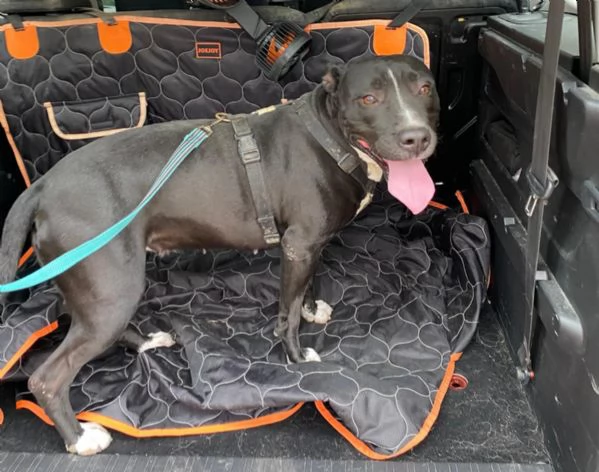 Atena simil Pitbull 5anni e 1/2 H24 IN BOX SOS AIUTO X LEI.MANTOVA | Foto 3