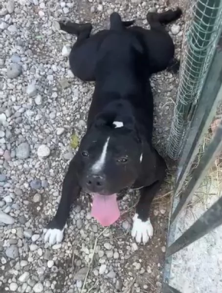 Amstaff 3anni TROPPO SFORTUNATO! NESSUNO LO AIUTA! IN BOX H24 | Foto 3