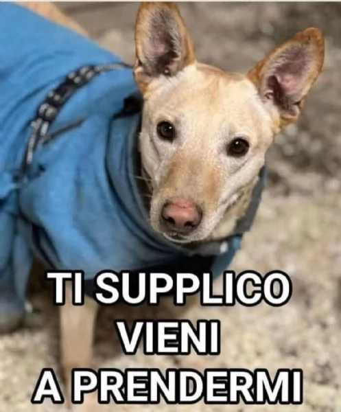 Teo 5anni tg media nessuna chiamata. MANTOVA 