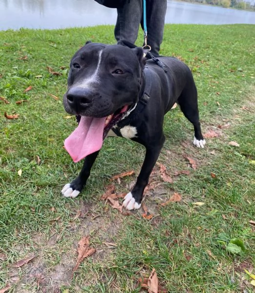 Atena simil Pitbull BUONISSIMA SOLA IN BOX H24 | Foto 1