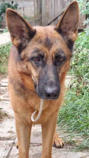 Kikka Pastore Tedesco 8anni ok gatti salvata da 1lager .PAVIA | Foto 2