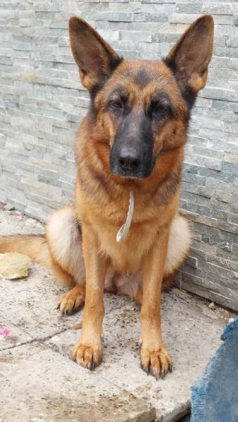 Kikka Pastore Tedesco 8anni ok gatti salvata da 1lager .PAVIA | Foto 1