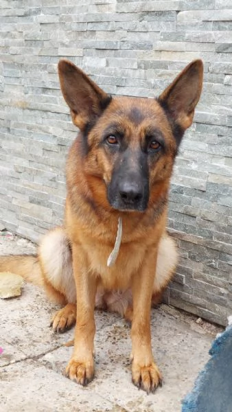 Kikka Pastore Tedesco 8anni ok gatti salvata da 1lager .PAVIA | Foto 0