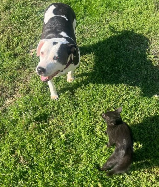 Amstaff femmina 10anni ok gatti rimasta [hidden]