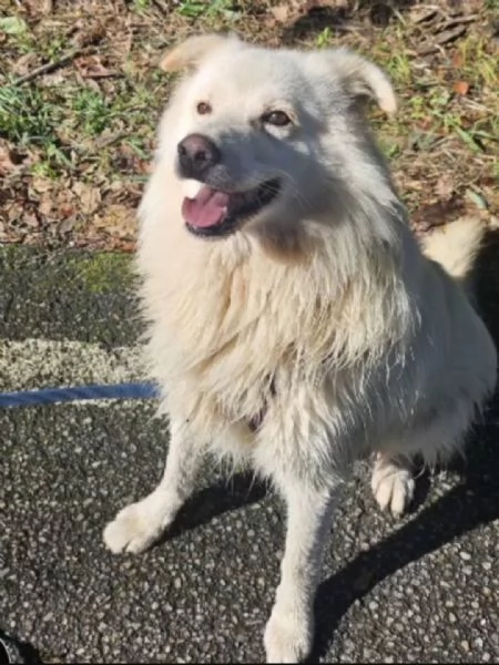 Bubu 5anni,2a catena,da 3 in rifugio.URGENTE CASA NOVARA | Foto 5