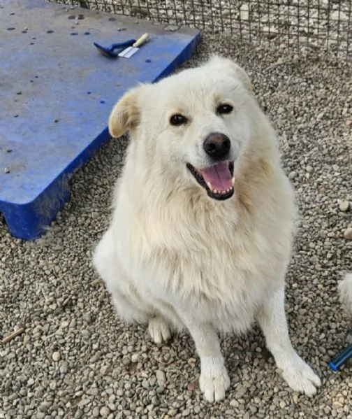 Bubu 5anni,2a catena,da 3 in rifugio.URGENTE CASA NOVARA | Foto 3
