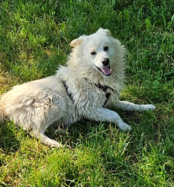 Bubu 5anni,2a catena,da 3 in rifugio.URGENTE CASA NOVARA | Foto 2