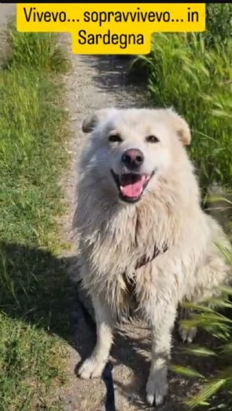 Bubu 5anni,2a catena,da 3 in rifugio.URGENTE CASA NOVARA