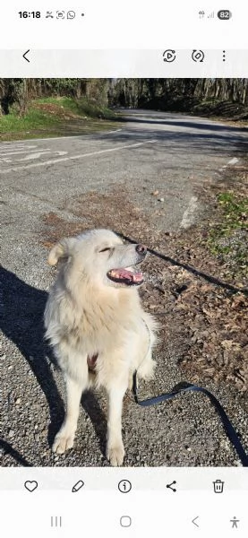 Bubu 5anni,2a catena,da 3 in rifugio.URGENTE CASA NOVARA | Foto 1