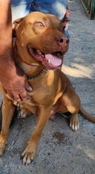 Tecla simil Pitbull Red Nose BUON CARATTERE,tranquilla. | Foto 2