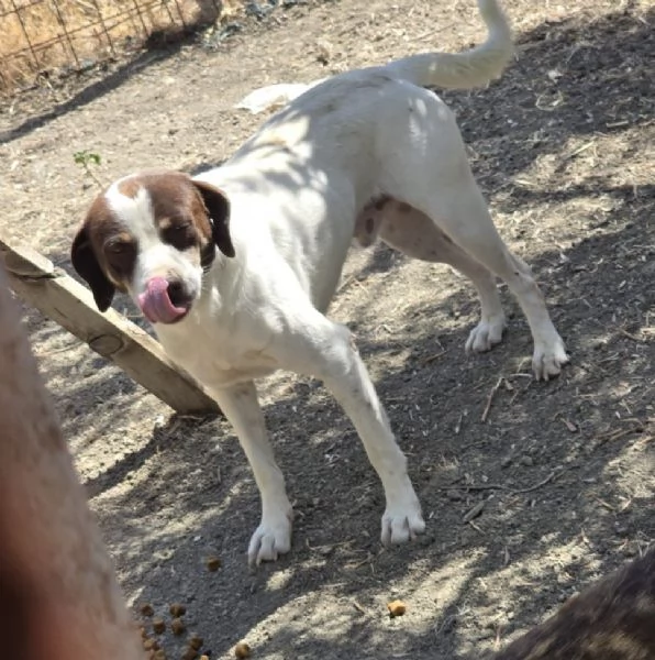 Lillo simil segugino 3anni da cucciolo in box.COSENZA