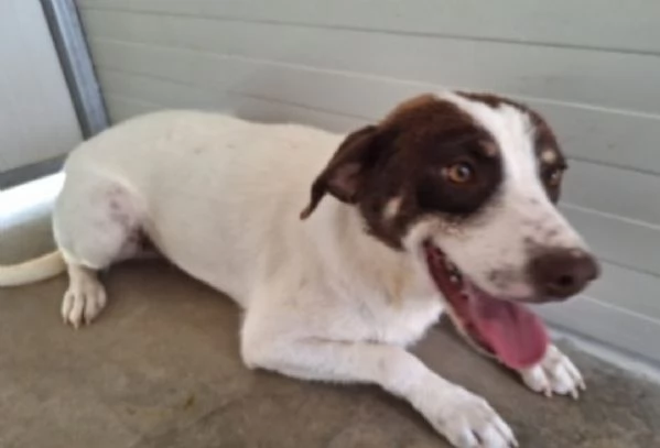 Lillo simil segugino 3anni da cucciolo in box.COSENZA | Foto 3