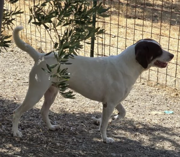 Lillo simil segugino 3anni da cucciolo in box.COSENZA | Foto 1