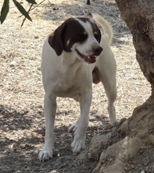 Lillo simil segugino 3anni da cucciolo in box.COSENZA | Foto 0