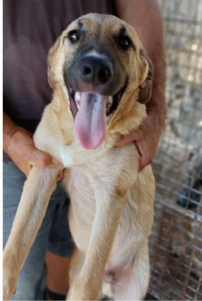 Bea splendida simil pastorina 7/8 mesi CAGLIARI | Foto 0