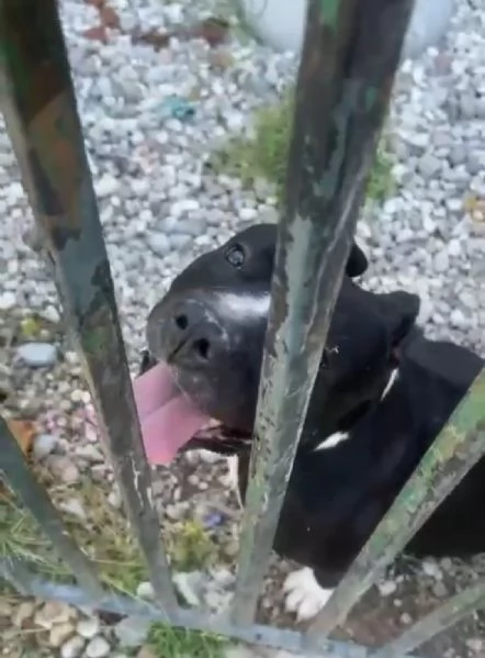 Amstaff 3anni TROPPO SFORTUNATO! SOLO H24 IN BOX! URGENTE MANTOVA  | Foto 0