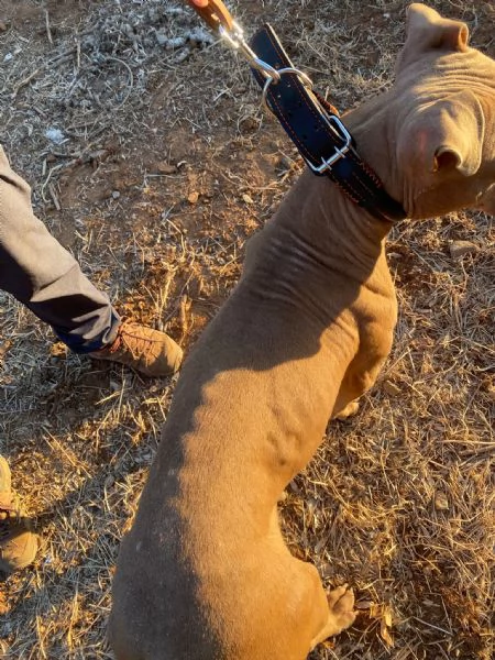 Pitbull Red Nose femmina 2/3anni salvata magrissima a [hidden] | Foto 4