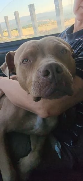 Pitbull Red Nose femmina 2/3anni salvata magrissima a [hidden] | Foto 1