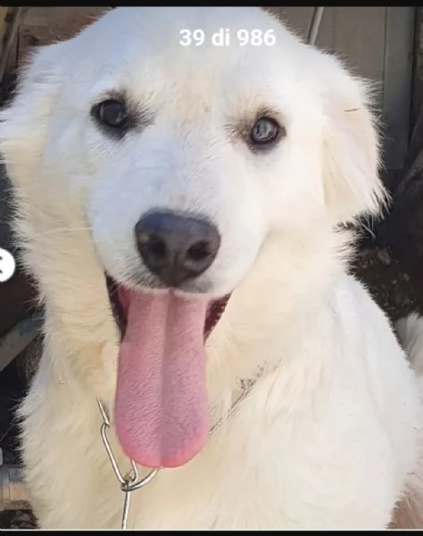 Bianca,bellissima,14/17mesi NESSUNO LA NOTA! MOLISE  | Foto 2