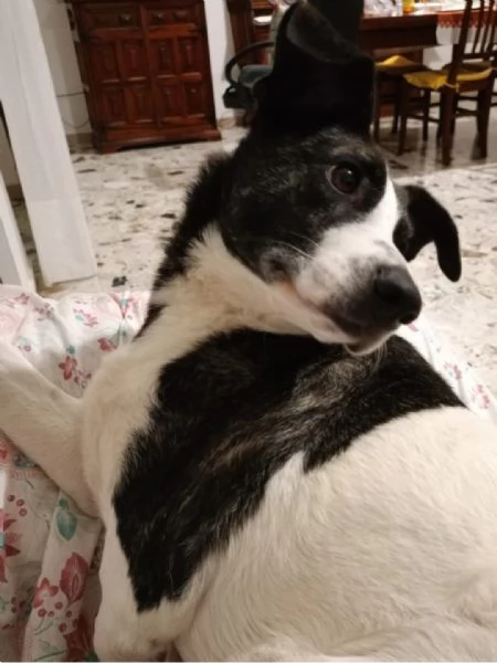 Luce 3anni TRIPODE SOS STALLO/ADOZIONE! MESI E MESI DI [hidden] | Foto 3