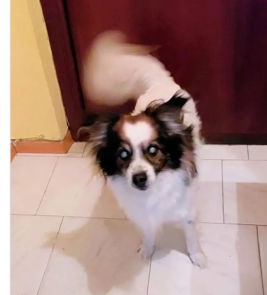 12anni tg piccola ipovedente URGENTE MANTOVA