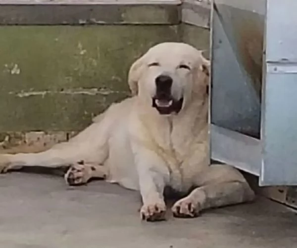 Armando 12anni simil Labrador in un angolo del [hidden]