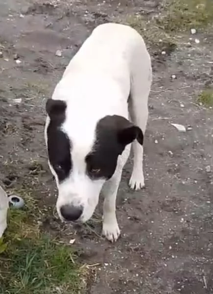 Jack 1anno tg grandina,viveva in libert&agrave;.. poi il canile! NAPOLI | Foto 4