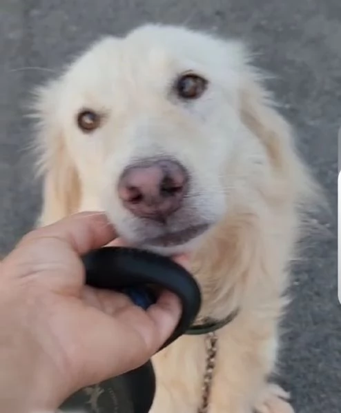 Vera 3anni bellissima vive in garage ok gatti COSENZA | Foto 4