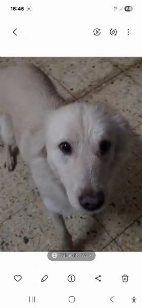 Vera 3anni bellissima vive in garage ok gatti COSENZA | Foto 2