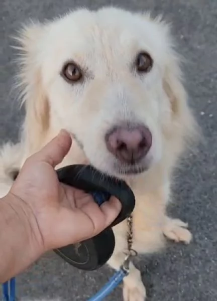 Vera 3anni bellissima vive in garage ok gatti COSENZA | Foto 0