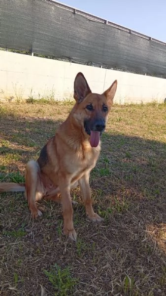 Pastore Tedesco femmina 6anni rinata merita 1famiglia PUGLIA | Foto 5