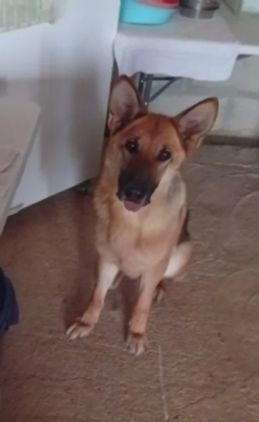 Pastore Tedesco femmina 6anni rinata merita 1famiglia PUGLIA