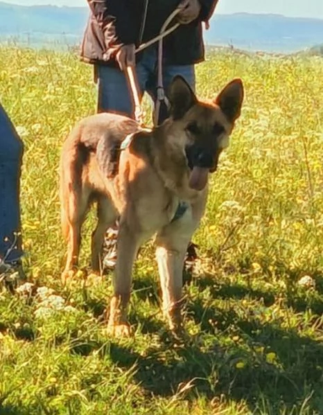 Pastore Tedesco femmina 6anni rinata merita 1famiglia PUGLIA | Foto 1