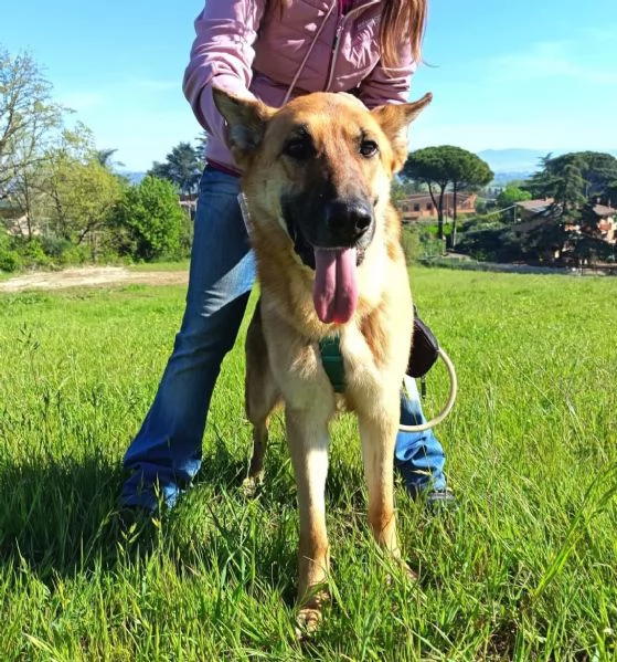 Pastore Tedesco femmina 6anni rinata merita 1famiglia PUGLIA | Foto 0