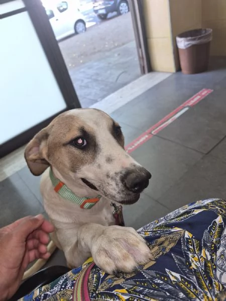 Gioia 6/7mesi TUTTI ADOTTATI TRANNE LEI.CATANIA | Foto 5